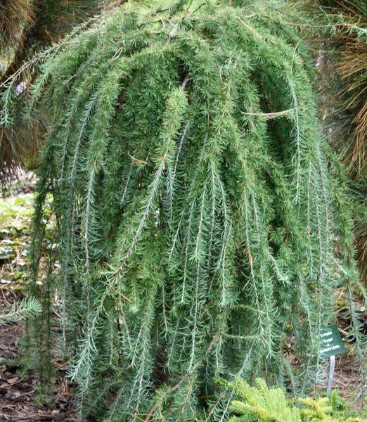 Larix kaempferi 'Stiff Weeper'